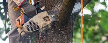 Reliable Lincolnshire, IL Tree Care  Solutions