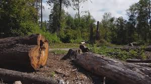 Seasonal Cleanup (Spring/Fall) in Lincolnshire, IL