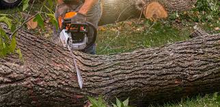 How Our Tree Care Process Works  in  Lincolnshire, IL